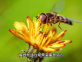 蜜蜂采蜜视频,大自然的甜蜜劳作